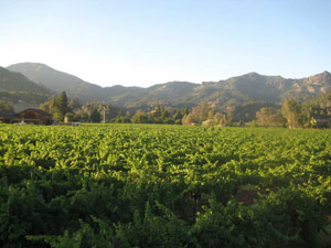 Hard Rock Cabernet