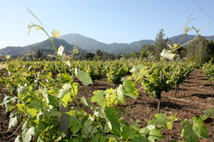 Mad Zinfandel