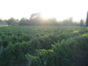 Meadow Zinfandel