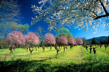 Old Growth Zinfandel - Photo credit: Nick Elias