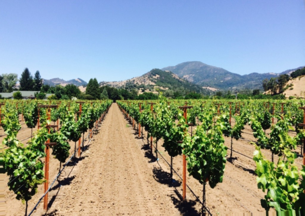 vineyard